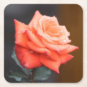 Dessous-de-verre Carré En Papier Belle Fleur de Rose Rouge / Pêche avec Gouttes d'E