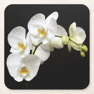 Dessous-de-verre Carré En Papier Belle Orchidée blanche avec Arrière - plan noir
