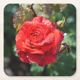 Dessous-de-verre Carré En Papier Belle Rose Rouge avec Gouttes d'Eau