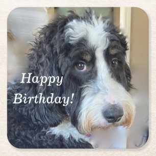 Dessous-de-verre Carré En Papier Bernedoodle mignon