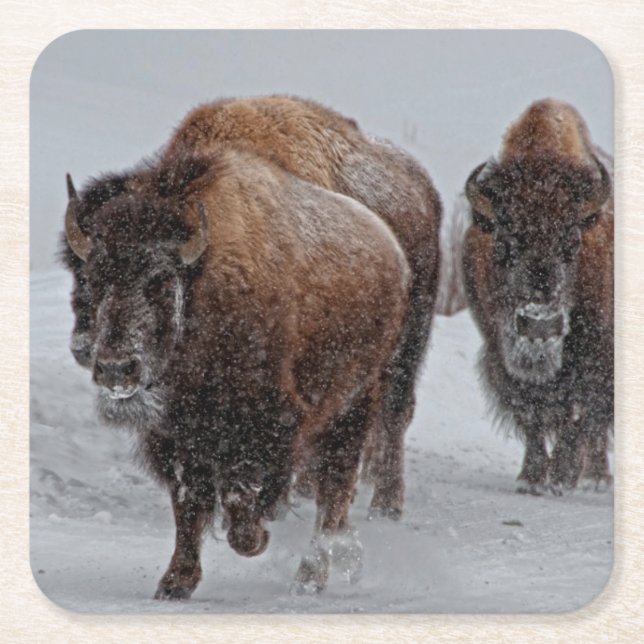 Dessous-de-verre Carré En Papier Bison de Yellowstone (Devant)