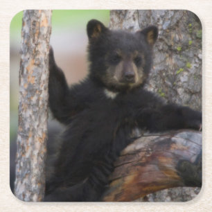 Dessous-de-verre Carré En Papier Black Bears Cub Lounge