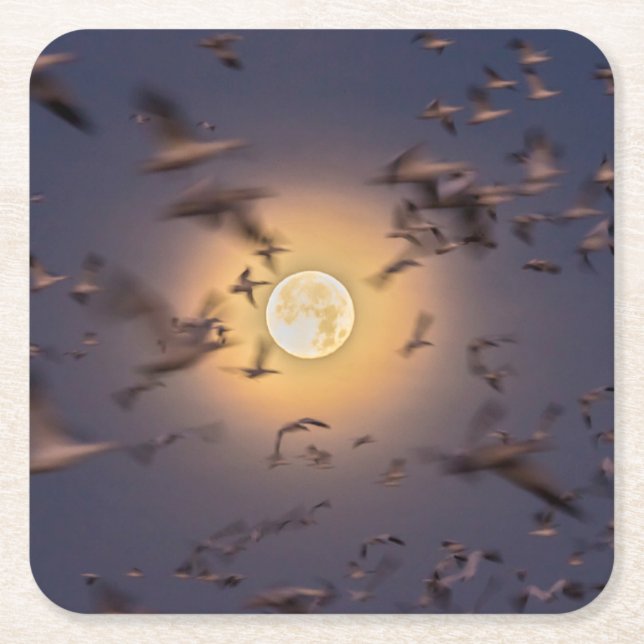 Dessous-de-verre Carré En Papier Bosque del Apache National Wildlife Refuge (Devant)