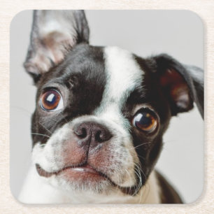 Dessous-de-verre Carré En Papier Boston Terrier