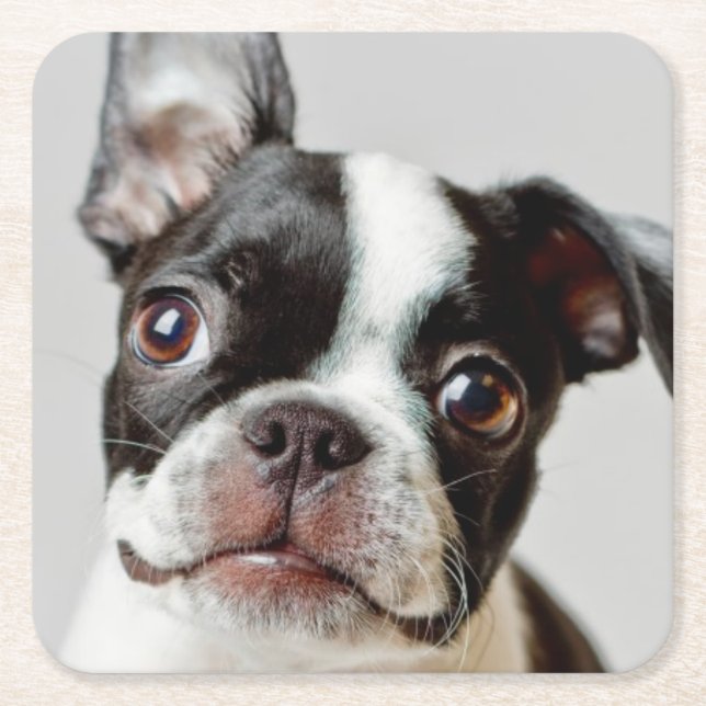 Dessous-de-verre Carré En Papier Boston Terrier (Devant)