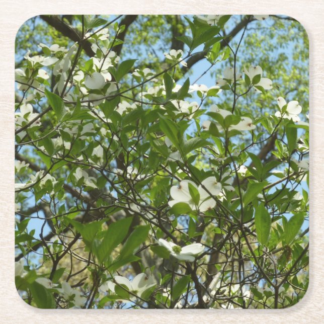 Dessous-de-verre Carré En Papier Branche of Dogwood Blossoms Spring Trees (Devant)
