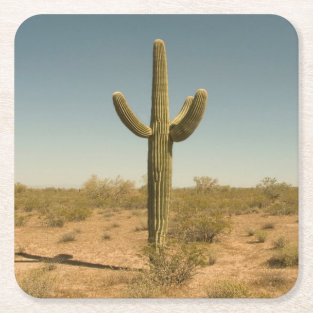 Dessous-de-verre Carré En Papier Cactus solitaire (Devant)