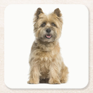 Dessous-de-verre Carré En Papier Cairn Terrier Chien Chien Chien Aimer