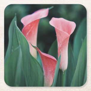 Dessous-de-verre Carré En Papier Calla Lilies Fleurs Roses
