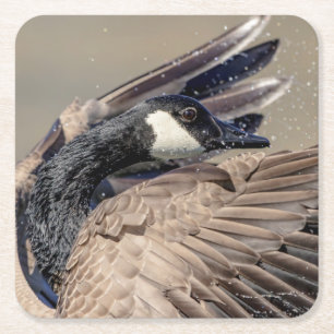 Dessous-de-verre Carré En Papier Canada Goose