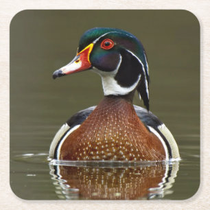 Dessous-de-verre Carré En Papier Canard branchu sur l'eau