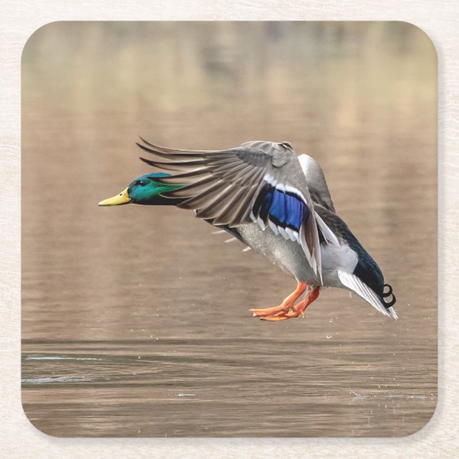 Dessous-de-verre Carré En Papier Canard Mallard en vol (Devant)