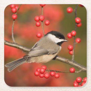 Dessous-de-verre Carré En Papier Carolina Chickadee on Common Winterberry Bush