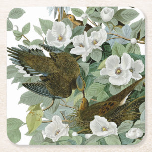 Dessous-de-verre Carré En Papier Carolina Pigeon Audubon Morning Dove