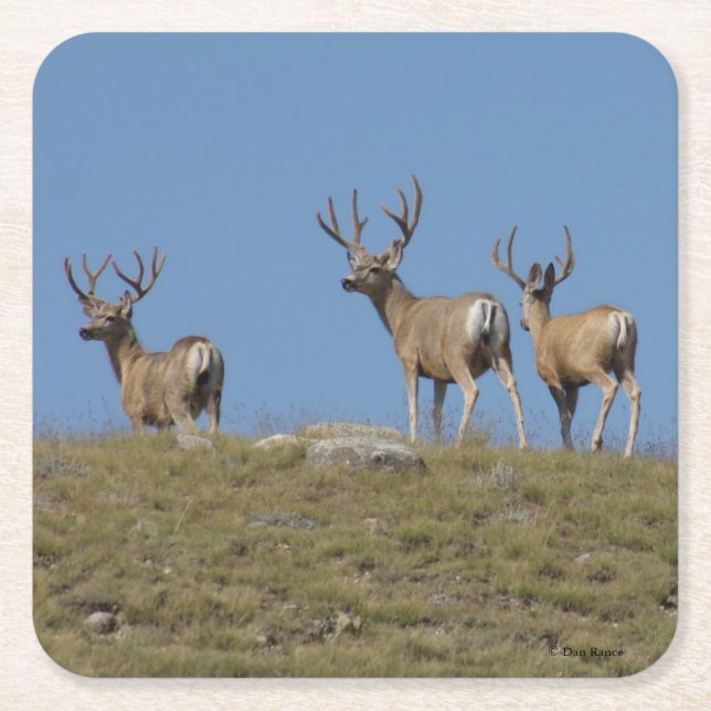 Dessous-de-verre Carré En Papier Cerfs mulet D9 en velours (Devant)