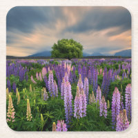 Champ de lupin en Nouvelle Zélande