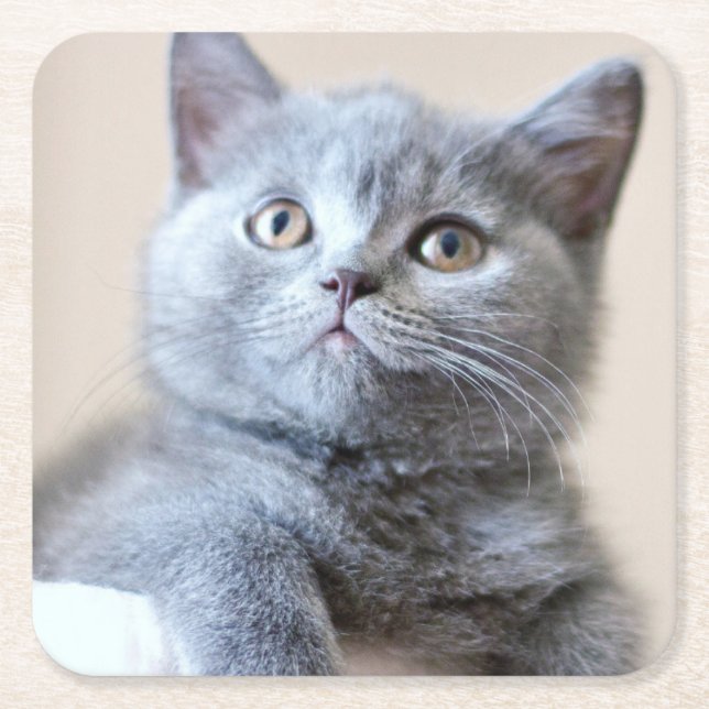 Dessous-de-verre Carré En Papier Chat britannique gris de Shorthair (Devant)