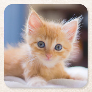 Dessous-de-verre Carré En Papier Chat mignon avec des yeux bleus