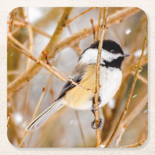 Dessous-de-verre Carré En Papier Chickadee au plafond noir - Photo originale