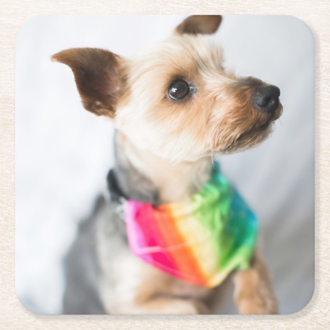 Dessous-de-verre Carré En Papier Chien arc-en-ciel Gay pride| Yorkshire Terrier (Devant)