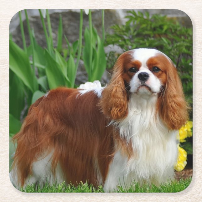 Dessous-de-verre Carré En Papier Chien coquelicot de Blenheim Cavalier (Devant)