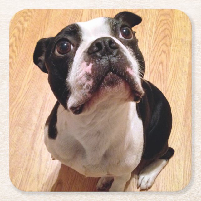 Dessous-de-verre Carré En Papier Chien de Boston Terrier (Devant)