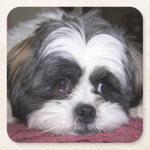 Dessous-de-verre Carré En Papier Chien de Shih Tzu