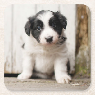 Dessous-de-verre Carré En Papier Chiot de border collie