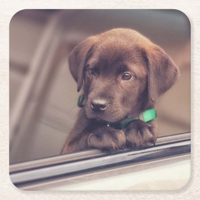 Dessous-de-verre Carré En Papier Chocolat Labrador Puppy In Car (Devant)