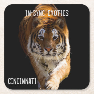 Dessous-de-verre Carré En Papier Cincinnati Tiger -