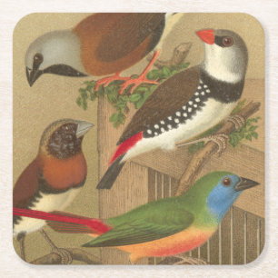 Dessous-de-verre Carré En Papier Cinq oiseaux colorés d'animal familier étés per