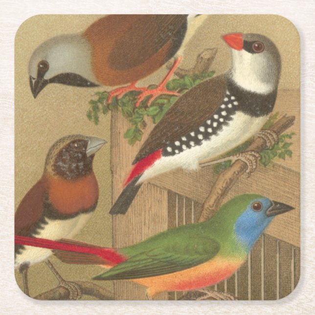 Dessous-de-verre Carré En Papier Cinq oiseaux colorés d'animal familier étés perché (Devant)
