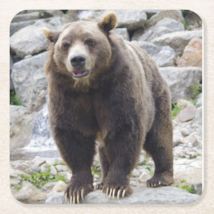Dessous-de-verre Carré En Papier Codiak Bear Standing on a Rock