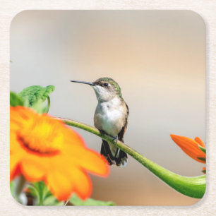Dessous-de-verre Carré En Papier Colibri sur un plante à fleurs