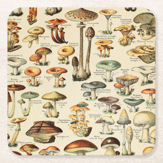 Dessous-de-verre Carré En Papier Collection de champignons  (Devant)