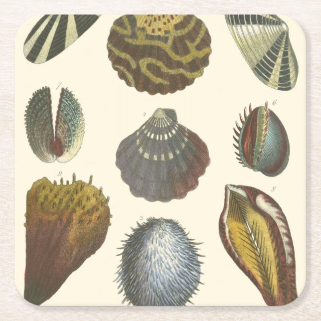 Dessous-de-verre Carré En Papier Collection de conchyliologie (Devant)
