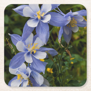 Dessous-de-verre Carré En Papier Colorado Blue Columbine près de Telluride Colorado