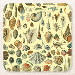 Dessous-de-verre Carré En Papier Coquillages de coquillages Mollusk Clam Élégant Ar