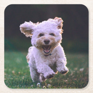 Dessous-de-verre Carré En Papier Courir un chien blanc de caniche mignon chien