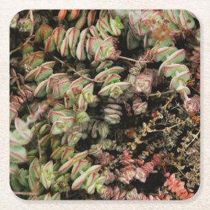 Dessous-de-verre Carré En Papier Crassula perforata