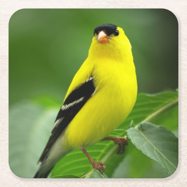 Dessous-de-verre Carré En Papier Dessous de verre américain Goldfinch Drink (Devant)