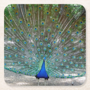 Dessous-de-verre Carré En Papier Dessous de verre de la fête de Peacock