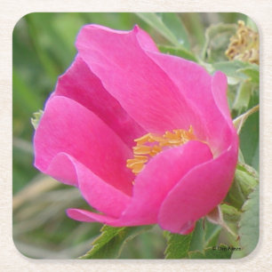 Dessous-de-verre Carré En Papier Dessous de verre de papier Rose sauvage F7