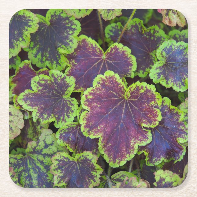 Dessous-de-verre Carré En Papier Dessous de verre Feuille Heucherella (Devant)