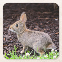 Dessous de verre lapin bébé