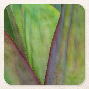 Dessous-de-verre Carré En Papier Détail du Plante Agave