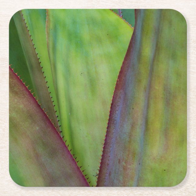 Dessous-de-verre Carré En Papier Détail du Plante Agave (Devant)