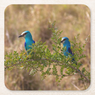 Dessous-de-verre Carré En Papier Deux Beaux Oiseaux Bleus sur une branche