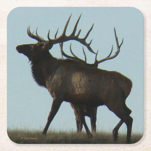 Dessous-de-verre Carré En Papier E 14 Big Bull Elk Silhouette (Devant)