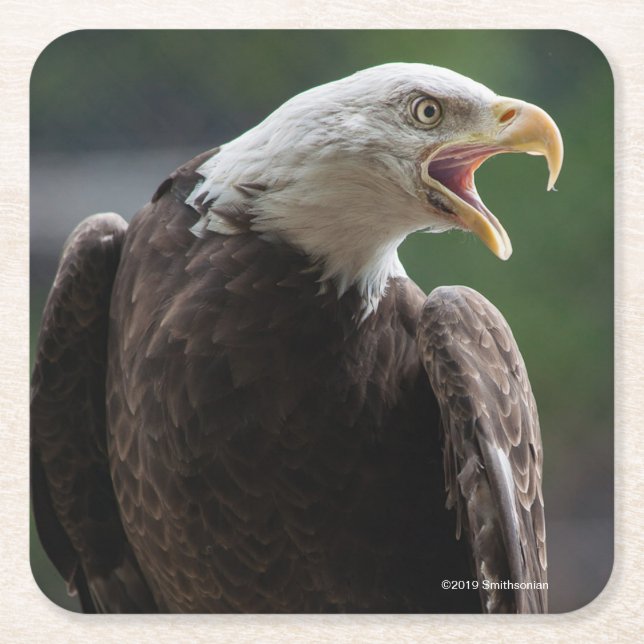 Dessous-de-verre Carré En Papier Eagle chauve appelle (Devant)